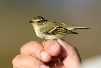 Yellow-browed Warbler, Phylloscopus inornatus, tajgasångare,13092014-GO5A1056 - kopia.jpg