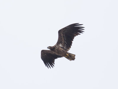 White-tailed Eagle, Haliaeetus albicilla, havsörn, 04102014-GO5A2724 - kopia.jpg
