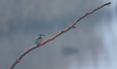 Kingfisher, Alcedo atthis, kungsfiskare 11102014-GO5A3070 - kopia - kopia (1024x601).jpg