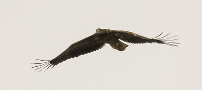 White-tailed Eagle, Haliaeetus albicilla, havsörn, 18102014-GO5A3529 - kopia.jpg