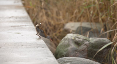Water Rail, vattenrall, 18102014-GO5A3404 - kopia.jpg