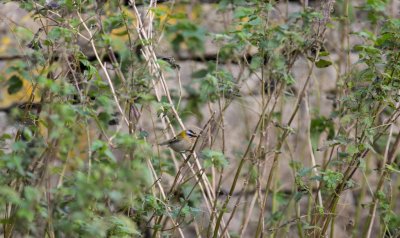 Firecrest, Regulus ignicapilla, brandkronad kungsfågel, 25102014-GO5A3794 - kopia - kopia (1024x609).jpg