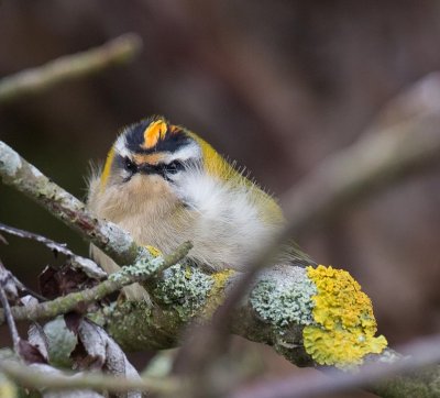 Firecrest, Regulus ignicapilla, brandkronad kungsfågel, 25102014-GO5A3720 - kopia - kopia (1024x927).jpg