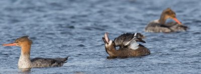 Scaup, Aythya marila, bergand, 26102014-GO5A3954 - kopia - kopia (1024x378).jpg