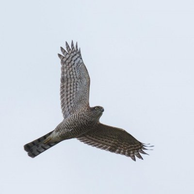 Sparrowhawk, Accipiter nisus, sparvhök, 26102014-GO5A3913 - kopia - kopia (1023x1024).jpg