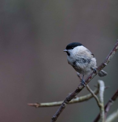 Marsh Tit, Poecile palustris, Entita, 21122014-GO5A5042 - kopia.jpg