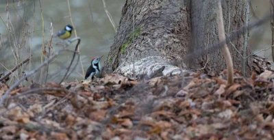 Middle Spotted Woodpecker, Dendrocopos medius, mellanspett, 05012015-GO5A6119 - kopia.jpg