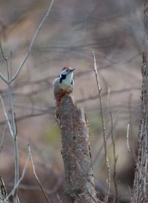 Middle Spotted Woodpecker, Dendrocopos medius, mellanspett, 05012015-GO5A6252 - kopia.jpg