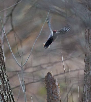 Middle Spotted Woodpecker, Dendrocopos medius, mellanspett, 05012015-GO5A6271 - kopia.jpg