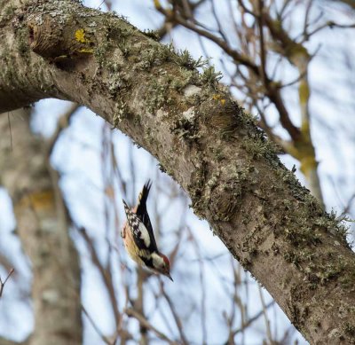 Middle Spotted Woodpecker, Dendrocopos medius, mellanspett, 05012015-GO5A6478 - kopia.jpg