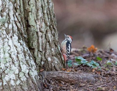 Middle Spotted Woodpecker, Dendrocopos medius, mellanspett, 05012015-GO5A6647 - kopia.jpg