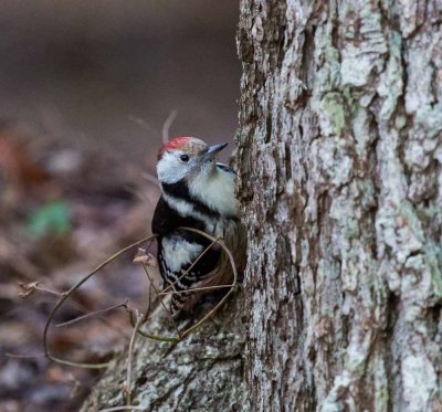 :: Middle Spotted Woodpecker, Dendrocopos medius, mellanspett::