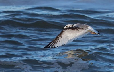 Kittiwake, Rissa tridactyla, tretåig mås, 11012015-GO5A7195 - kopia.jpg