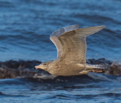 Glaucous Gull, Larus hyperboreus, vittrut, 07012015-GO5A6736 - kopian.jpg