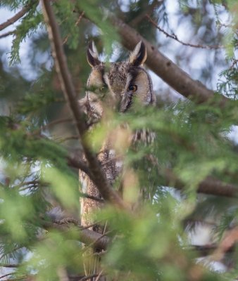 Long-eared Owl, Asio otus, hornuggla, 18012015-GO5A7702 - kopia (541x640).jpg