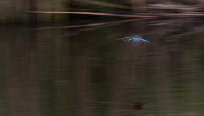 Kingfisher, Alcedo atthis, kungsfiskare 23052015-GO5A0622 - kopia.jpg