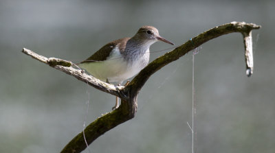 Common Sandpiper, Actitis hypoleucos, drillsnäppa, 24052015-GO5A0694 - kopia.jpg