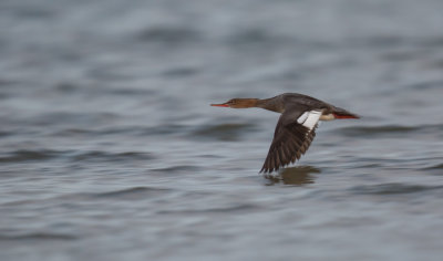 Red-breasted Merganser, Mergus serrator, småskrake, 19072015-GO5A3360 - kopia - kopia.jpg