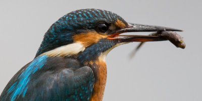 Kingfisher, Alcedo atthis, kungsfiskare 22072015-GO5A3877 - kopia.jpg