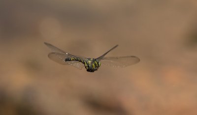 Dragonflies / Trollsländor