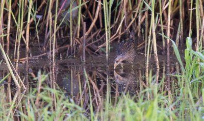 Spotted Crake, Porzana porzana, småfläckig sumphöna, 06092015-GO5A5147 - kopia.jpg