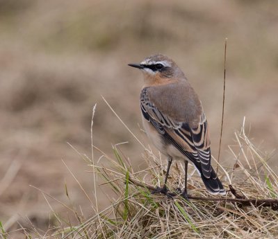Northern Wheatear, Oenanthe oenanthe, stenskvätta 20092015-GO5A5814 - kopia.jpg