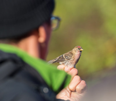 Redpoll, Carduelis flammea cabaret, brunsiska, 11102015-GO5A7013 - kopia.jpg