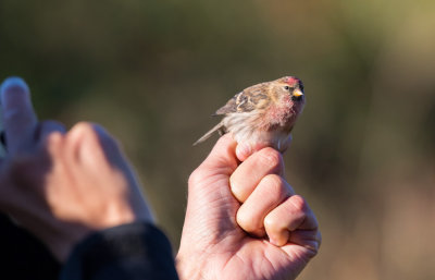 Redpoll, Carduelis flammea cabaret, brunsiska, 11102015-GO5A7023 - kopia.jpg