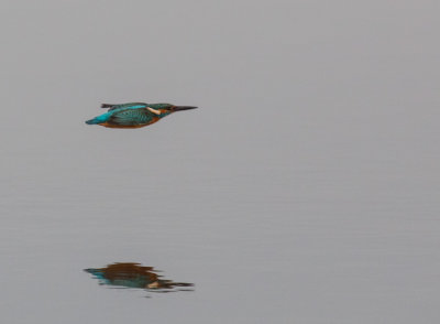 :: Kingfisher, Alcedo atthis, kungsfiskare ::
