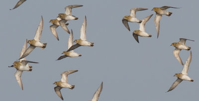 Golden Plover, Pluvialis apricaria, ljungpipare 27102015-GO5A7390 - kopian.jpg