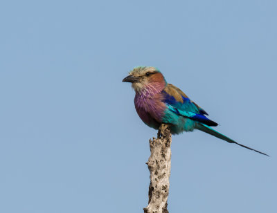 Lilac-Breasted Roller 26122015-GO5A9152 - kopia.jpg
