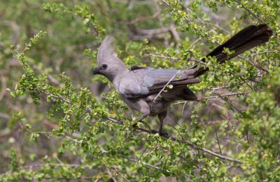 Grey Go-Away-Bird 26122015-GO5A9185 - kopia.jpg
