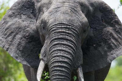 African elephant 27122015-GO5A9546 - kopia.jpg