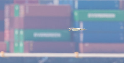 g9/47/1146947/3/162348958.SxVgJYUA.jpg