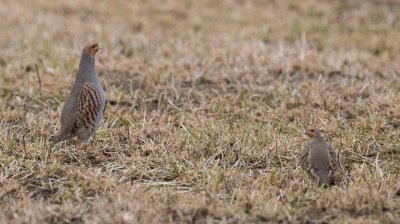 Grey Partridge, Perdix perdix, rapphöna 28022016-GO5A1197 - kopia.jpg