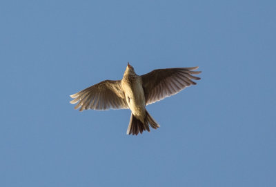 Euroasian Sky Lark, Alauda arvensis, sånglärka 26032016-GO5A1599 - kopia.jpg