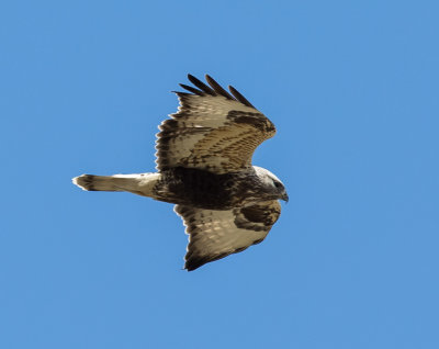 Rough-legged Buzzard, Buteo lagopus, fjällvråk 24042016-GO5A2191 - kopia.jpg