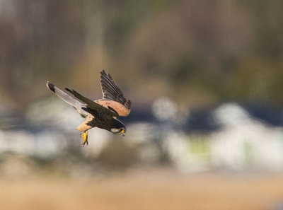 :: Kestrel, Falco tinnunculus, tornfalk ::