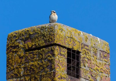 Northern Wheatear, Oenanthe oenanthe, stenskvätta 23042016-GO5A2132 - kopia.jpg