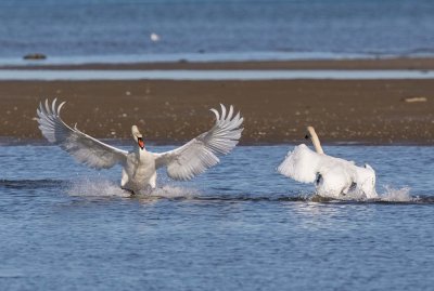 Mute swans in fight, Cygnus olor, knölsvan06052016-GO5A2351 - kopia.jpg