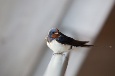 Swallow, Hirundo rustica, ladusvala  2.jpg