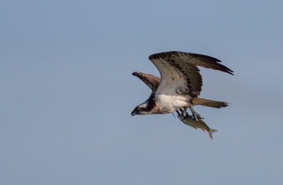 Osprey, Pandion haliaetus, fiskgjuse 2.jpg