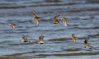 Curlew Sandpiper, Calidris ferruginea,spovsnäppa GO5A4444 2.jpg