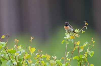 Stonechat, Saxicola torquatus, svarthakad buskskvätta, 2.jpg