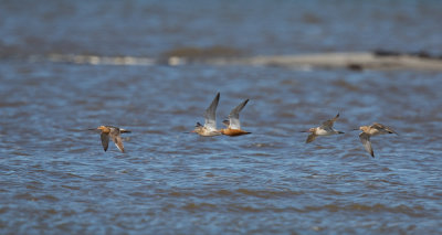 Bar-tailed Godwit, Limosa lapponica, myrspov, 2.jpg