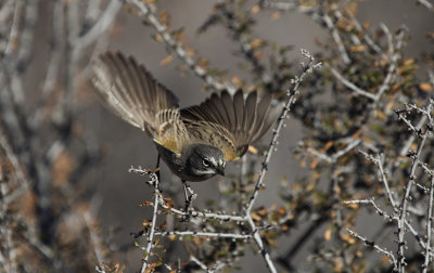 Sparrows