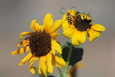 long_horn_beetles