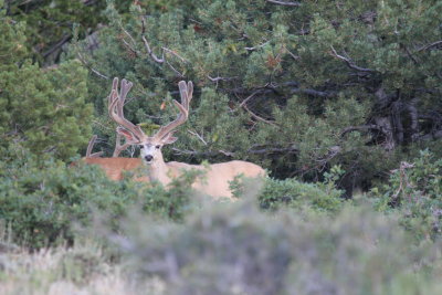 Mule Deer Buck