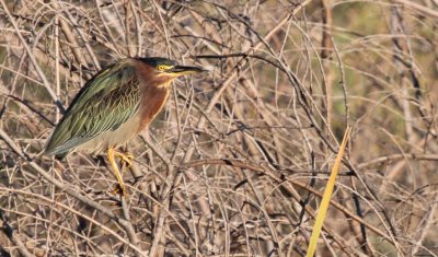 Shore and Wading Birds