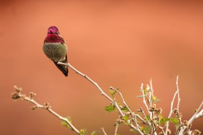 Hummingbirds